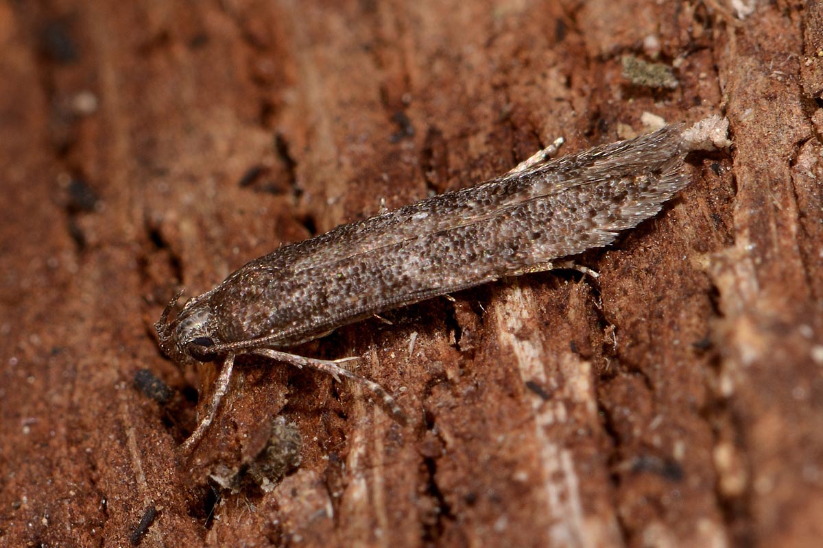 Gelechiidae